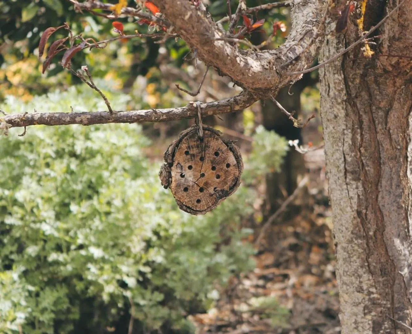 Ecofinca Selva Doramas Santa María de Guía de Gran Canaria 0*,  España